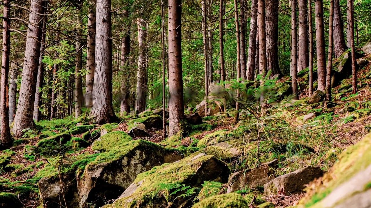 Waldboden mit Moos und Felsen: Anfang des Films „Green Panel“