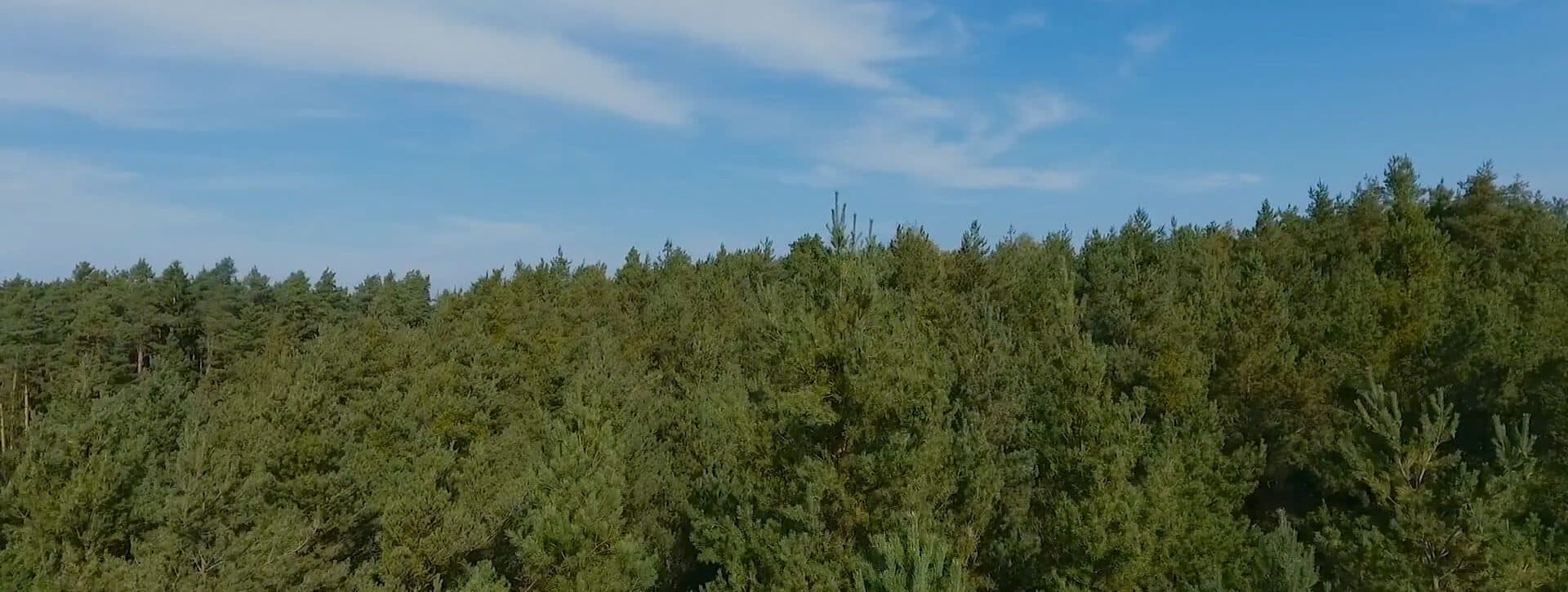 Forest around Mangelberger headquarters in Roth: contact for electrical planning